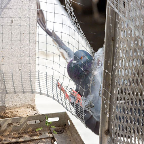birds netting service Toronto