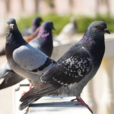 pigeon netting Scarborough